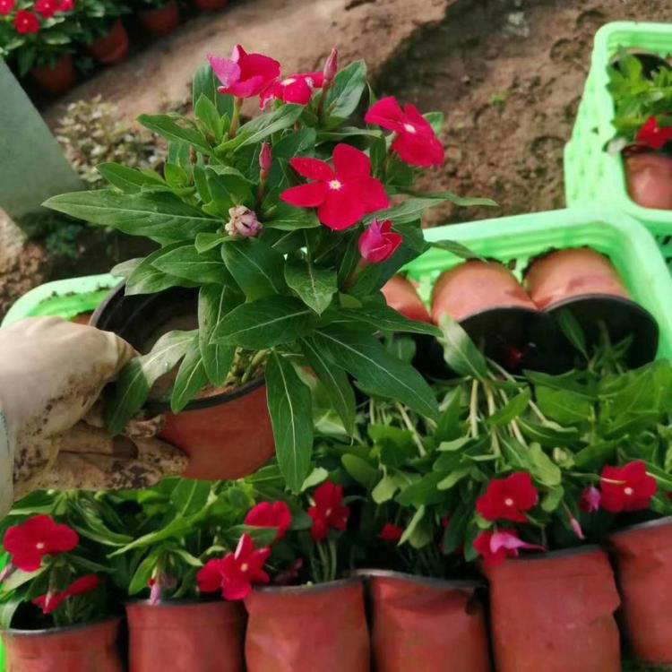 长春花花卉带土带花苞 长春花袋苗批发