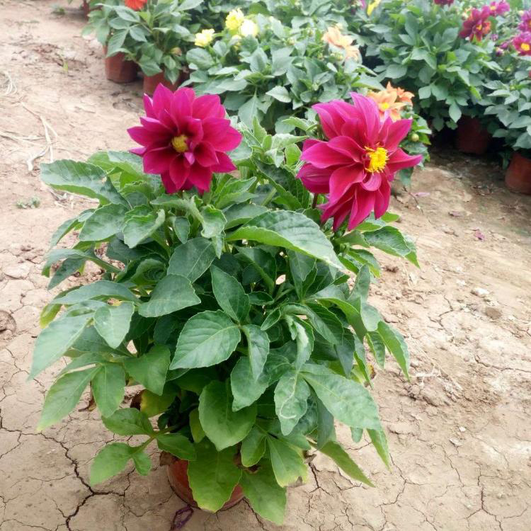 小丽花行情 批发观赏花卉小丽花 夏杰花卉 大量批发