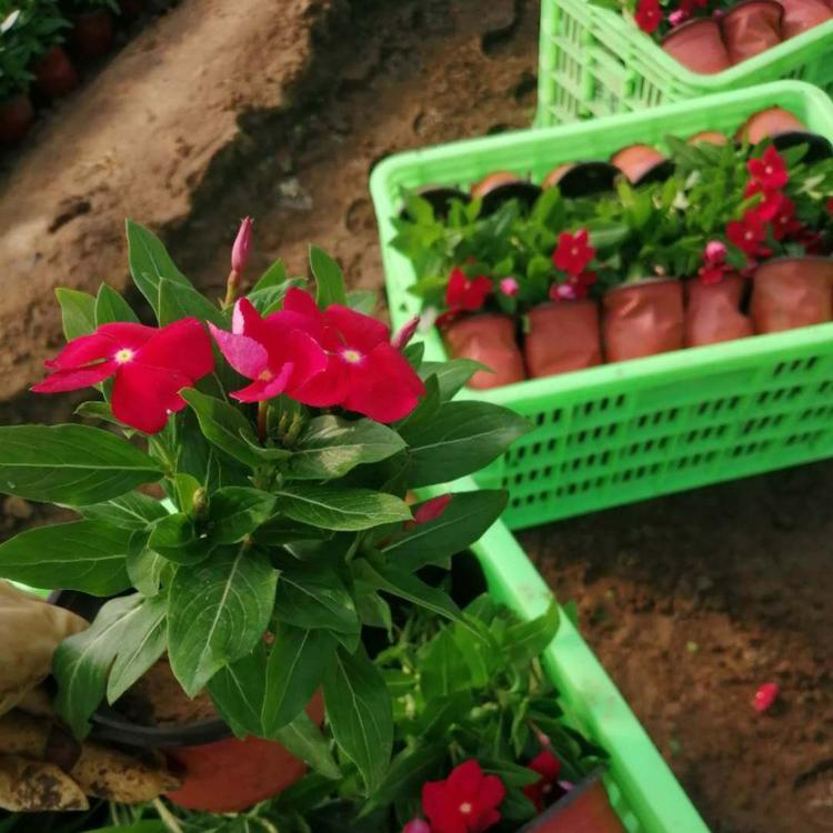 青州花卉批发长春花 长春花移植苗 夏杰花卉 道路绿化