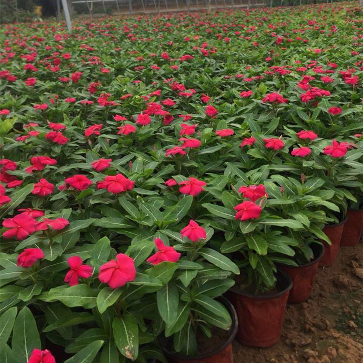 湖北长春花 公路两侧用草花 长春花小苗