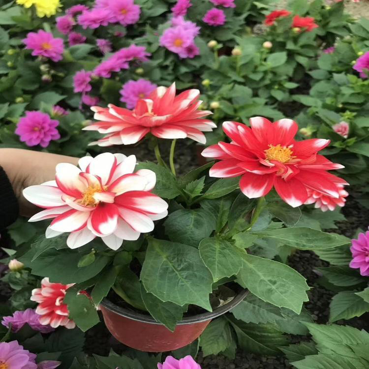 四季小丽花基地直供 山东小丽花采购基地 夏杰花卉 大量供应