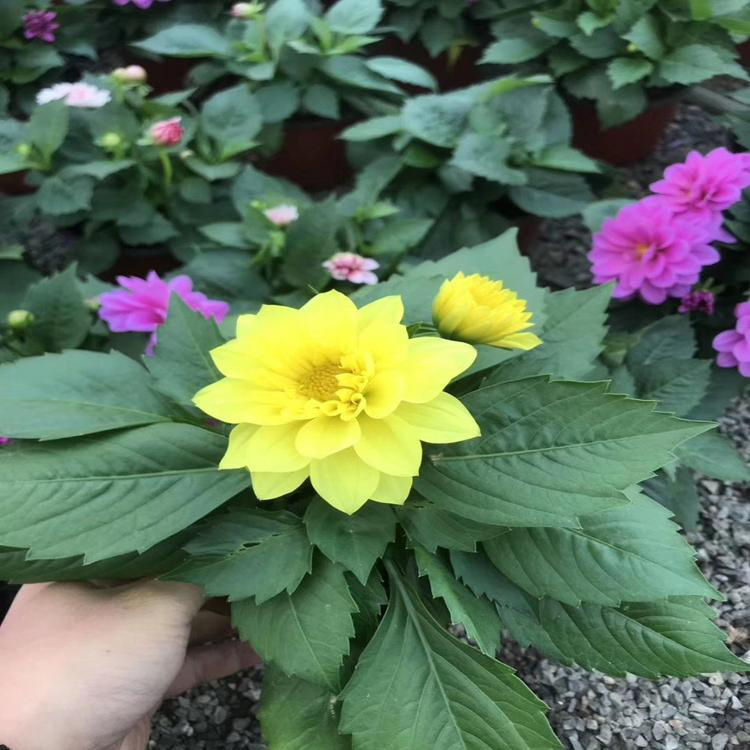 小丽花行情 绿化用
