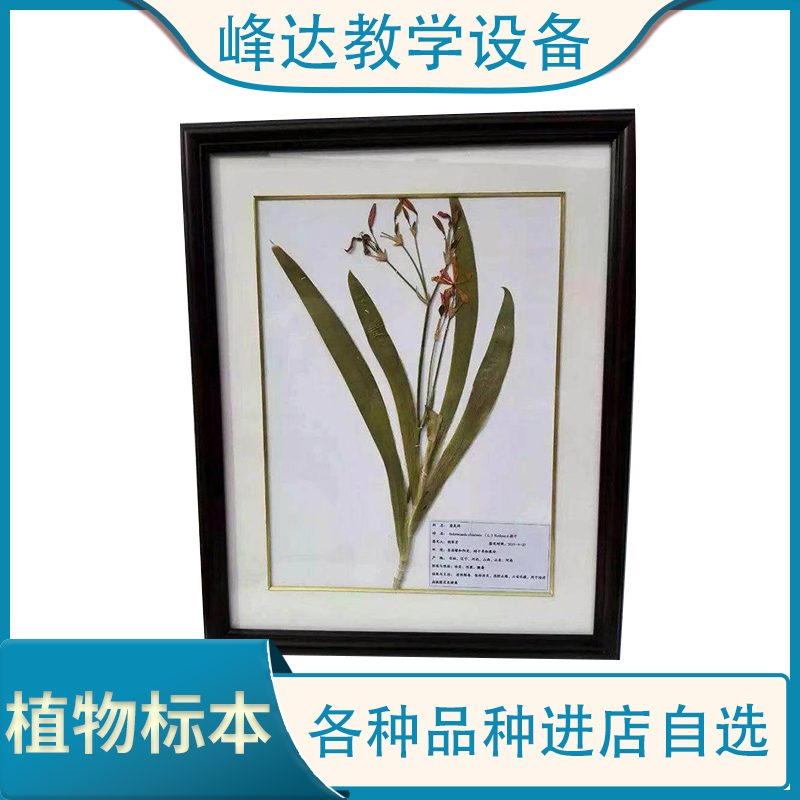  峰达老店  蜡叶标本 保色中药材标本 植物标本  可以现场加工标本  需要联系