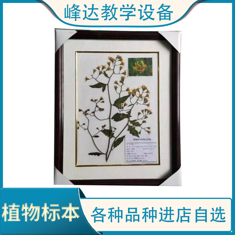 峰达教学专业制作 蜡叶标本 植物蜡叶 教学专用标本 标本馆专用 