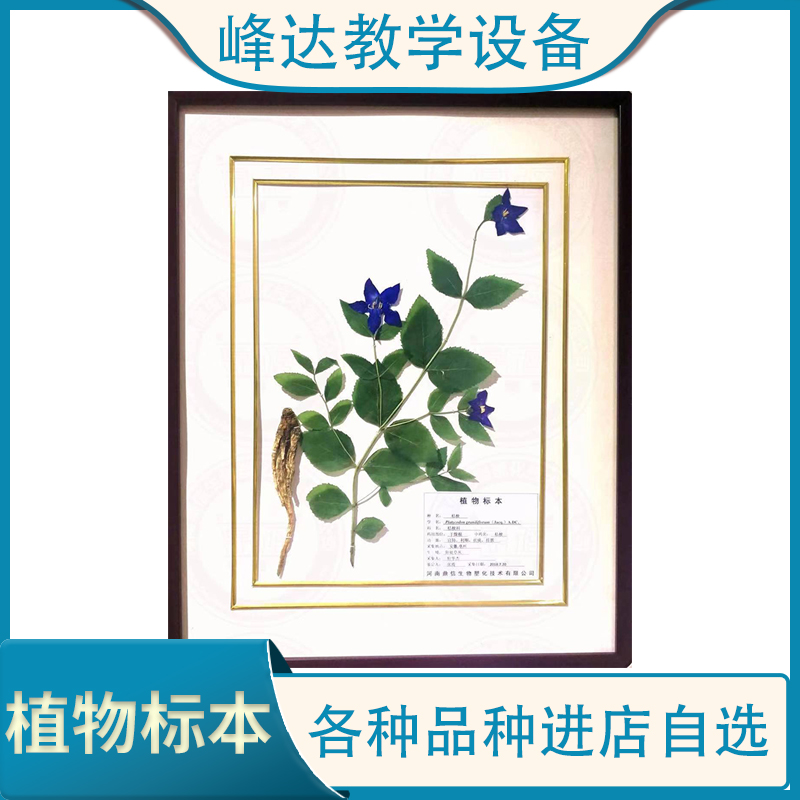 工厂直销 可定制植物蜡叶标本 中草药植物标本 梧桐叶标本 