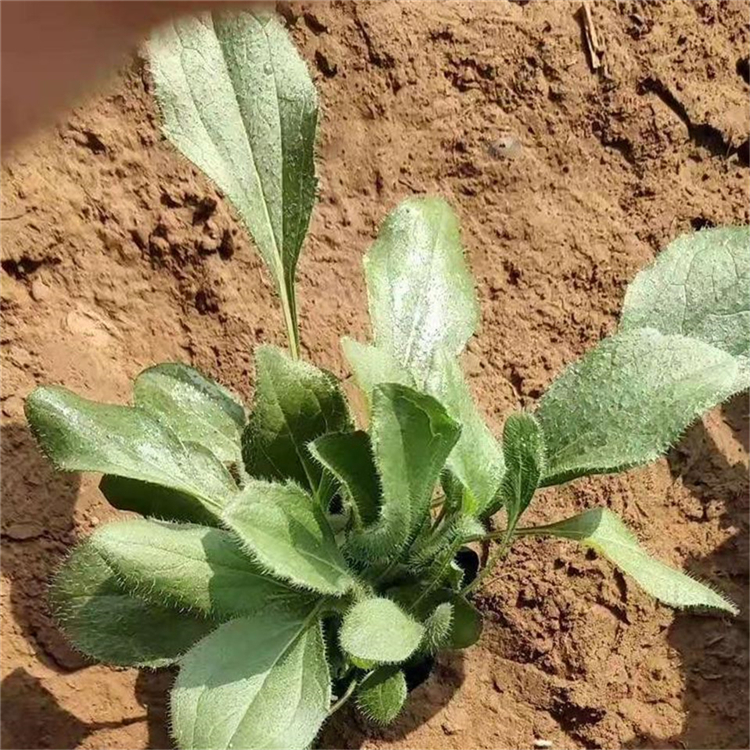 宿根草花黑心菊 量大优惠 青州黑心菊价格