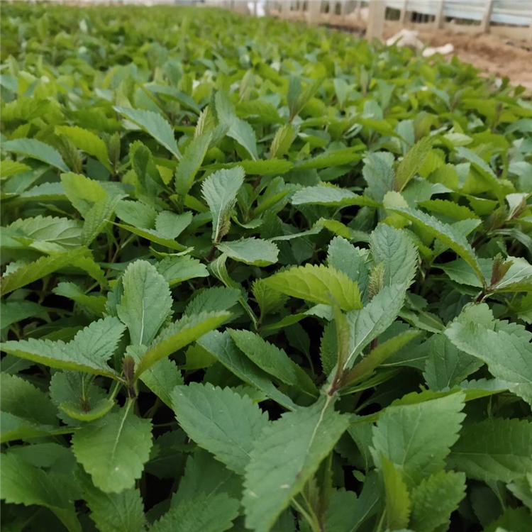 马鞭草花海 柳叶马鞭草 马鞭草供应