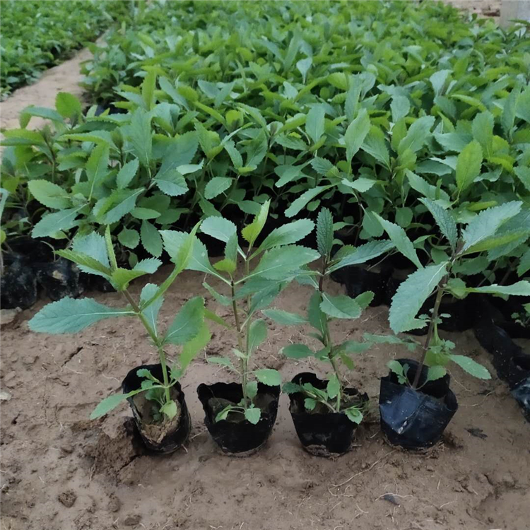马鞭草种植基地 苗圃供应 青州马鞭草小苗