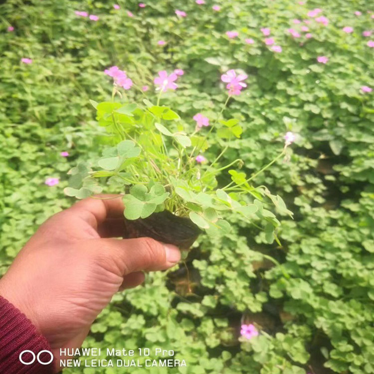 翠绿色的叶子-醡浆草 醡浆草营养杯 天卓花卉