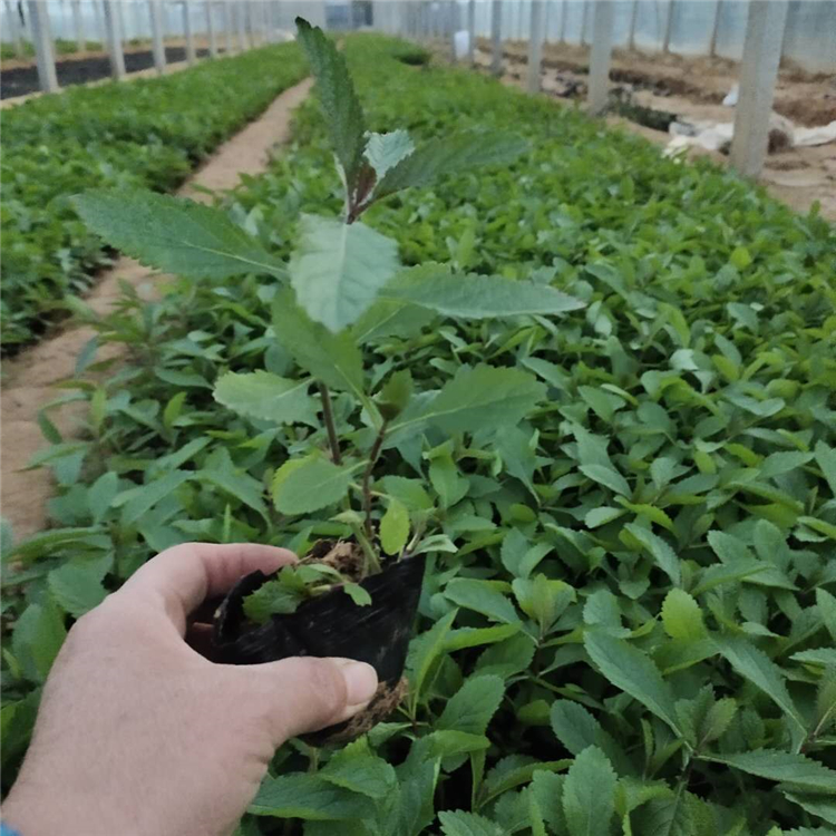 采购基地 马鞭草 马鞭草供应
