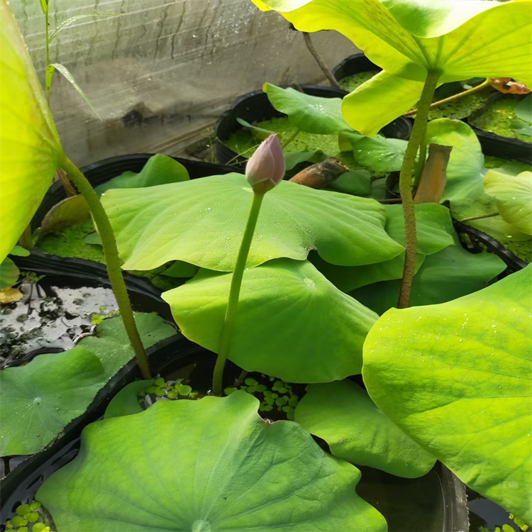 水池绿化荷花供应 河南荷花批发商 江瑞花卉