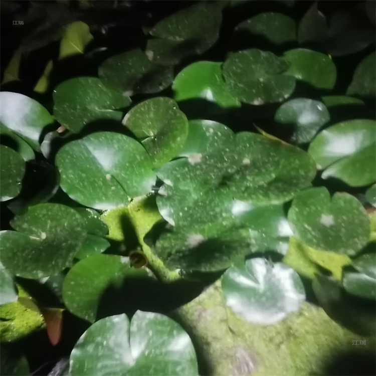 水体绿化睡莲供应 河北睡莲现货供应 江瑞