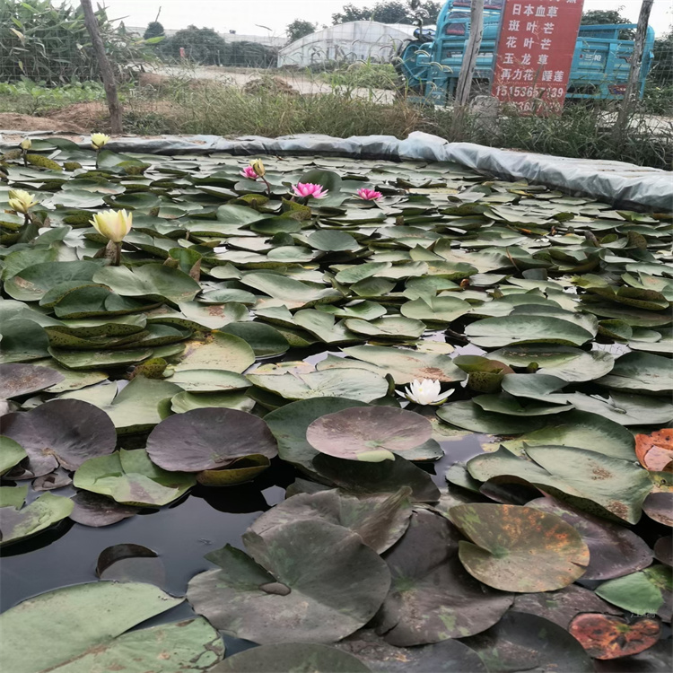 小盆栽睡莲出售 水中点缀睡莲 水体绿化睡莲 多种选择找江瑞