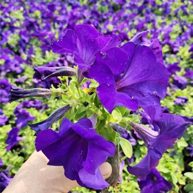 牵牛盆苗批发价格 基地直供 蓝色牵牛花苗供应