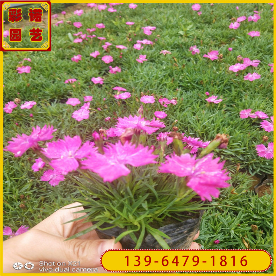 植物墙用花欧石竹小苗 文旅开花草坪欧石竹绿墙 欧石竹几月开花