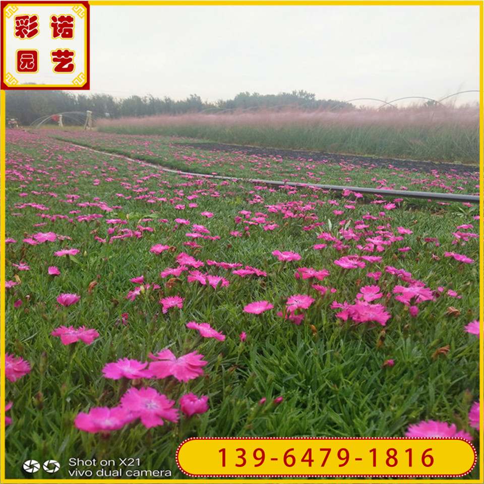 欧石竹黑皮筒小苗 工程景观欧石竹小黑杯苗 耐寒耐干旱耐踩踏 