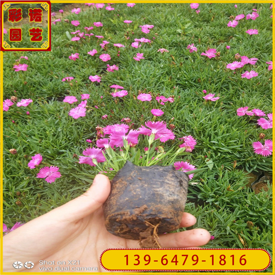 耐修剪爆盆欧石竹小黑杯苗 铺地草皮白花欧石竹小苗