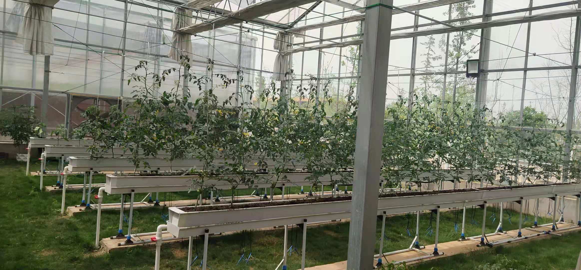 无土栽培玻璃温室大棚    青州【辰昊】温室工程 连栋薄膜温室建造