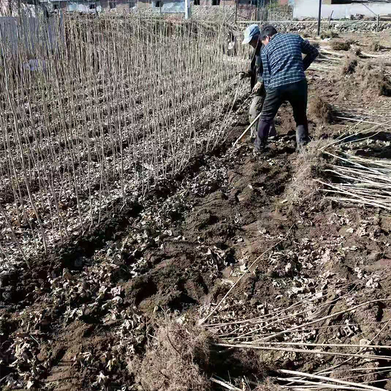 绿化工程苗 五角枫苗 厂家批量直销五角枫 量大供应优惠  价格合理 