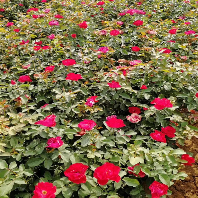 江苏红帽月季基地 杯苗红帽月季批发 江瑞园艺月季大量上市