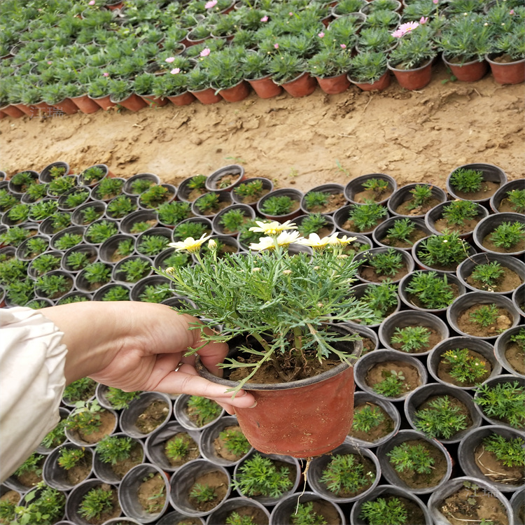 木春菊基地 玛格丽特现货供应 木茼蒿出售 江瑞