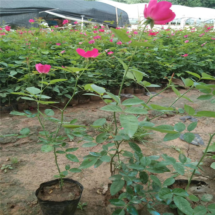 河北丰花月季出售 丰花月季小苗 园林绿化丰花月季供应