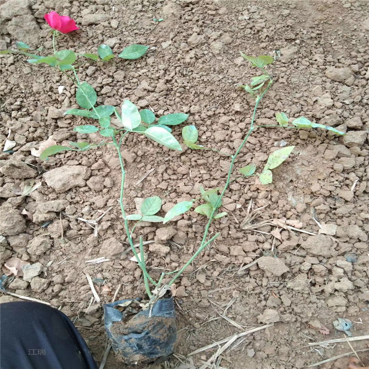 楼顶绿化丰花月季 花箱用苗丰花月季批发 江瑞园艺