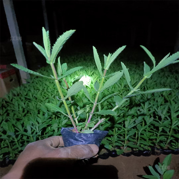 柳叶马鞭草基地 桑托斯马鞭草供应 矮化马鞭草 江瑞花卉