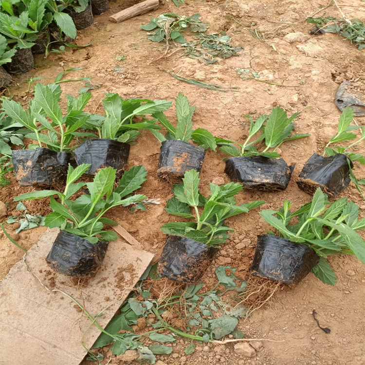 贵州马鞭草基地 桑托斯马鞭草花海用苗 江瑞直销