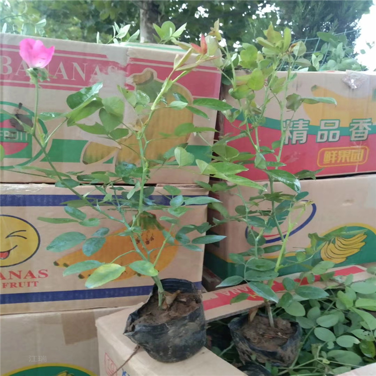 新疆丰花月季批发 杯苗丰花月季基地 庭院绿化丰花月季供应