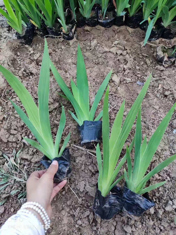 蓝花鸢尾价格 蝴蝶花鸢尾价格 蓝蝴蝶价格