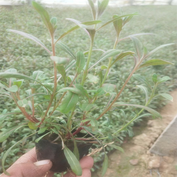 多年生宿根山桃草基地 花境花卉山桃草供应 绿化千鸟花