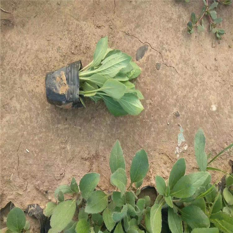 阳台绿化黑心菊供应 窗台盆栽黑心菊批发 山东江瑞