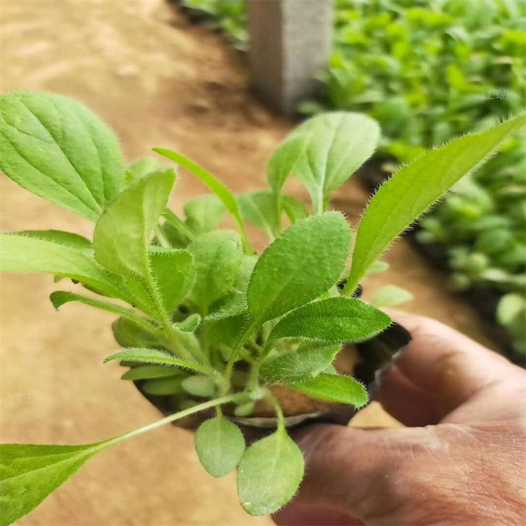 黑心菊绿化花卉批发 青州黑心菊现货供应