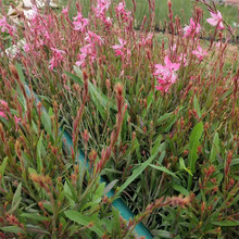 红花山桃草批发 千鸟花基地价格 江瑞花卉