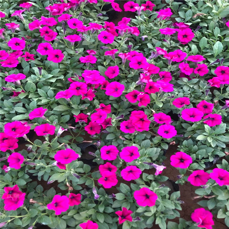 窗台点缀垂吊牵牛供应 垂吊牵牛庭院种植 山东江瑞花卉