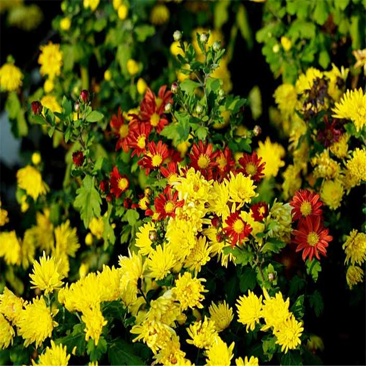 花坛花卉地被菊供应 花境花卉地被菊出售 江瑞花卉