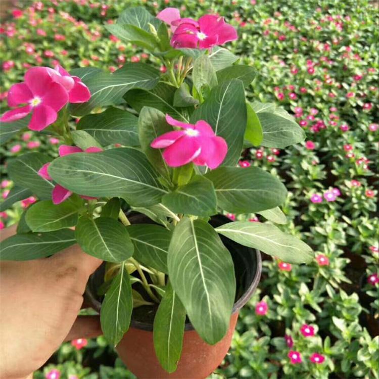 四季开花长春花  天天开价格  四季常绿