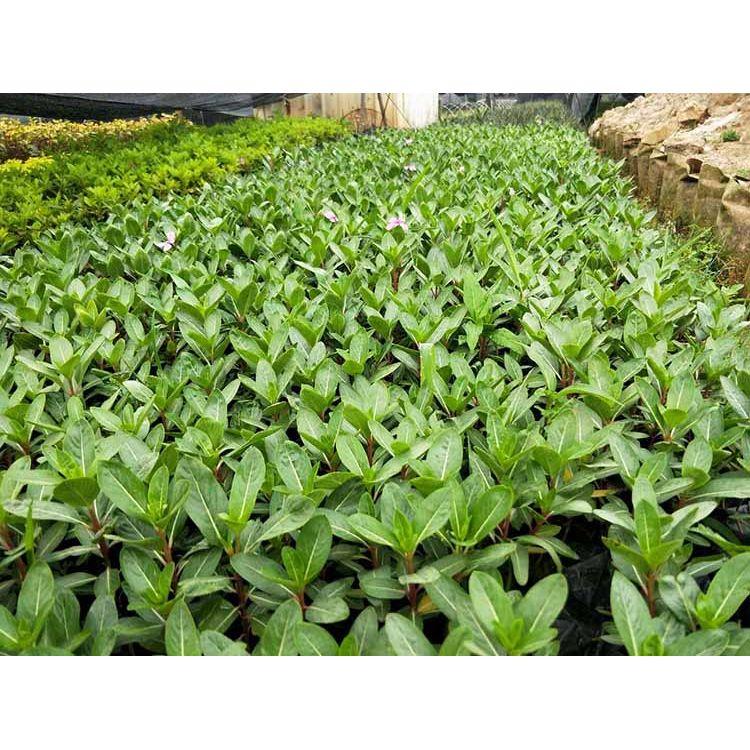四季开花长春花  天天开供应商  多用作花境前景或中景栽植