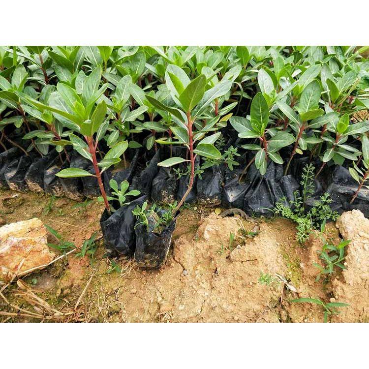 四季开花长春花  天天开批发  庭园美化