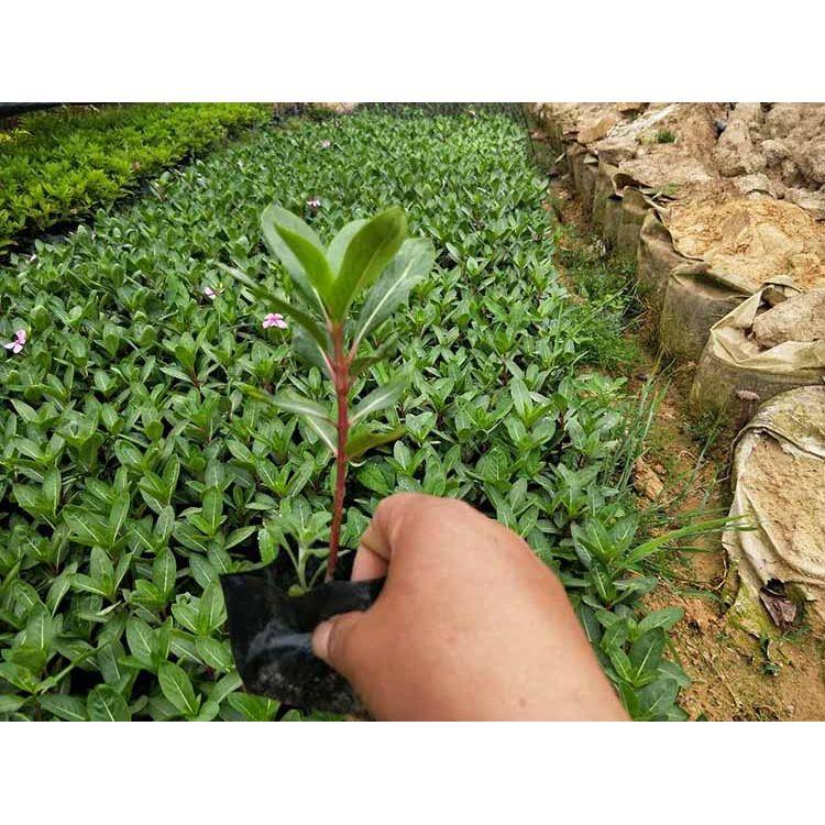 园林花坛植物  天天开小苗  岩石园点缀栽植