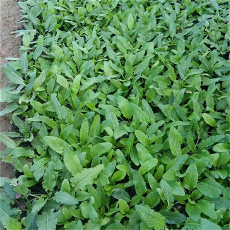 青州蓝花鼠尾草 基地批发蓝花鼠尾草 鼠尾草报价