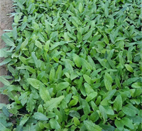 青州蓝花鼠尾草 基地批发蓝花鼠尾草 鼠尾草报价