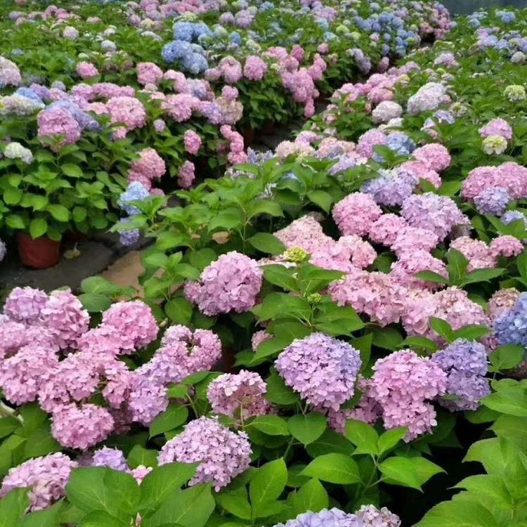 八仙花绣球价格 合一八仙花绣球自产 基地 直供