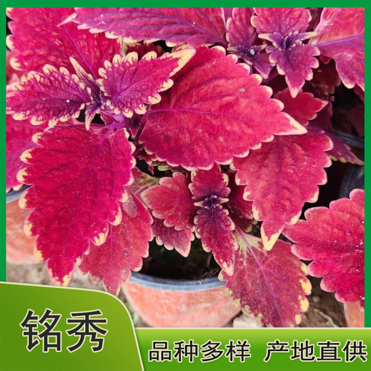 彩叶草小苗 双色盆彩叶草价格 欢迎咨询
