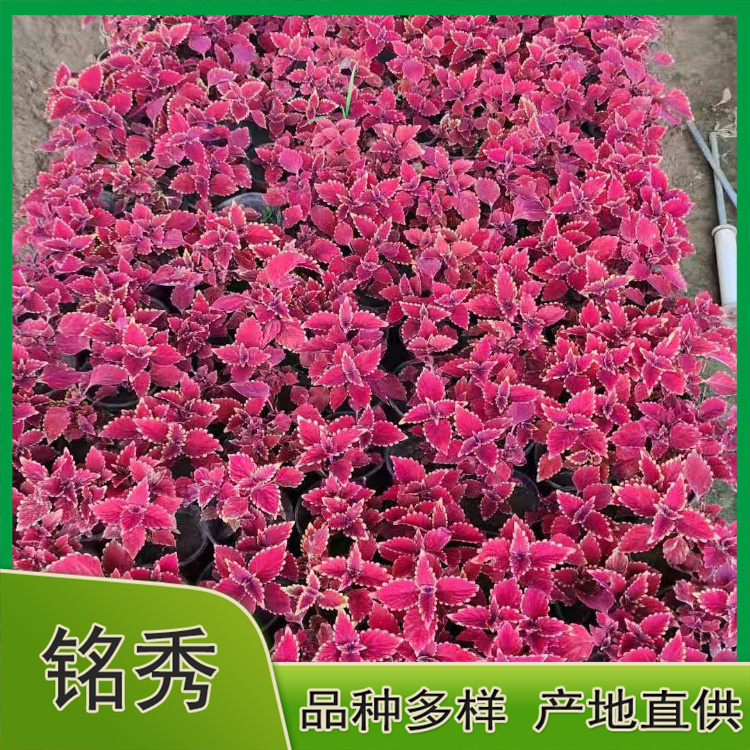 长期供应彩叶草 彩叶草杯苗 苗圃直供