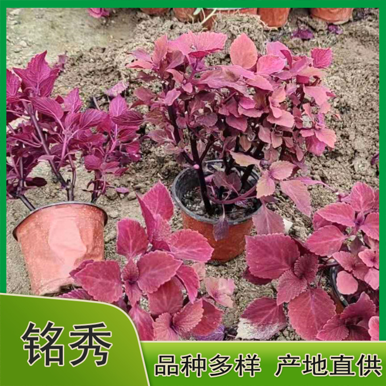 彩叶草 基地批发多色彩叶草 培育彩叶草