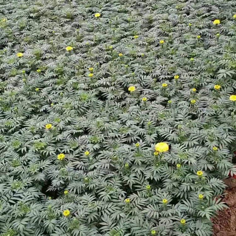 租摆花卉万寿菊  万寿菊花海  庭院常见栽培