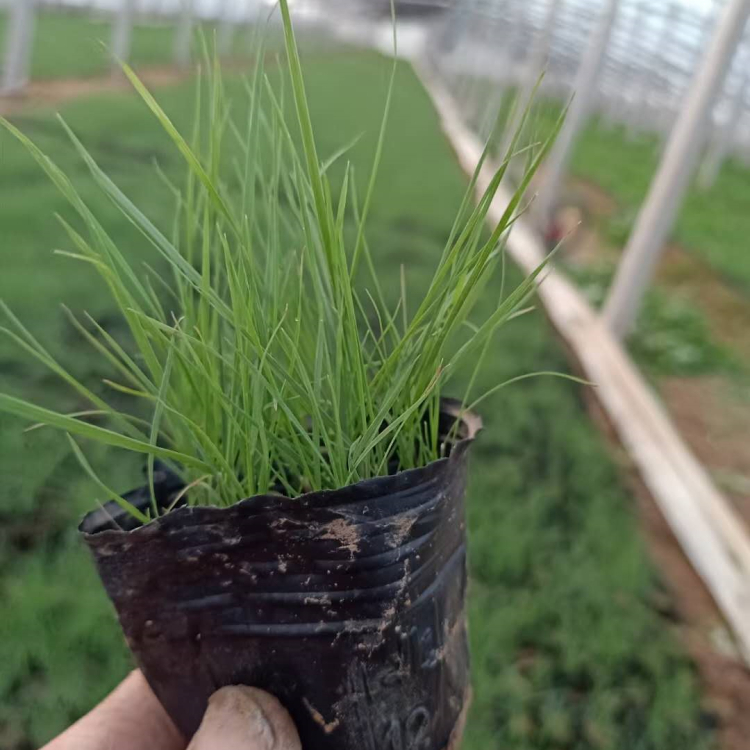 梓熙   粉黛乱子草种植基地  观赏效果佳