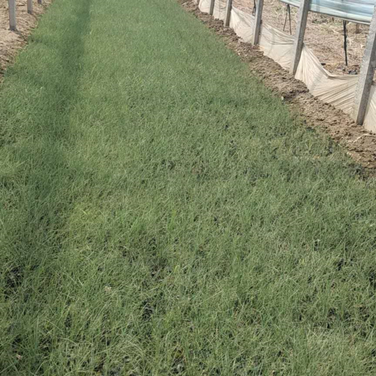 青州粉黛乱子草  粉黛乱子草批发  观赏效果佳